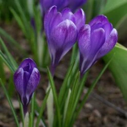 Tommasini's Ruby Giant Crocus -High Country Gardens Store crocus tommasinianus bulbs ruby giant 39150 3 web