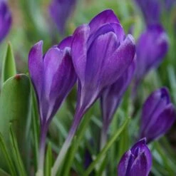 Tommasini's Ruby Giant Crocus -High Country Gardens Store crocus tommasinianus bulbs ruby giant 39150 4 web