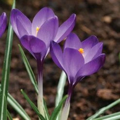 Tommasini's Ruby Giant Crocus -High Country Gardens Store crocus tommasinianus bulbs ruby giant 39150 5 web