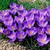 Remembrance Dutch Crocus 7 Remembrance Dutch Crocus -High Country Gardens Store crocusremembrance4 1