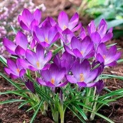 Tommasini's Ruby Giant Crocus -High Country Gardens Store crocusrubygiant1 1