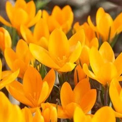 Yellow Mammoth Dutch Crocus -High Country Gardens Store crocusyellowmammouth 1