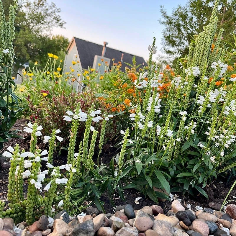 Crystal Peak White Obedient Plant 2 Crystal Peak White Obedient Plant - Image 2