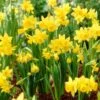 Tete-a-Tete Miniature Daffodil -High Country Gardens Store daffodil tete a tete yellow