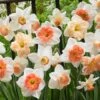 60 Days Of Daffodils Mix -High Country Gardens Store daffodil mix web