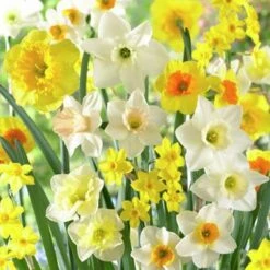 Fragrant Daffodil Mix