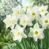 Mount Hood Trumpet Daffodil -High Country Gardens Store daffodilmounthood5