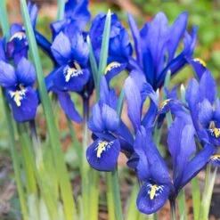 Rock Garden Bulb Collection -High Country Gardens Store dark blue specie iris mini