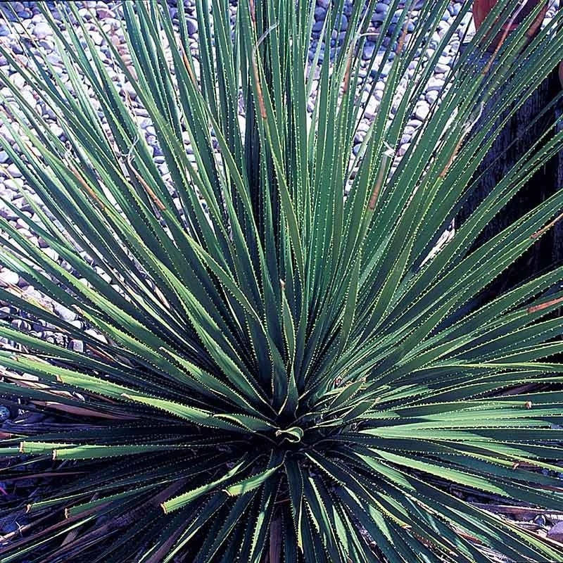 Common Sotol (Dasylirion) 2 Common Sotol (Dasylirion) - Image 2