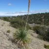 Common Sotol (Dasylirion) -High Country Gardens Store dasylirion wheeleri near bingham 6200 elev 720x720 72 rgb
