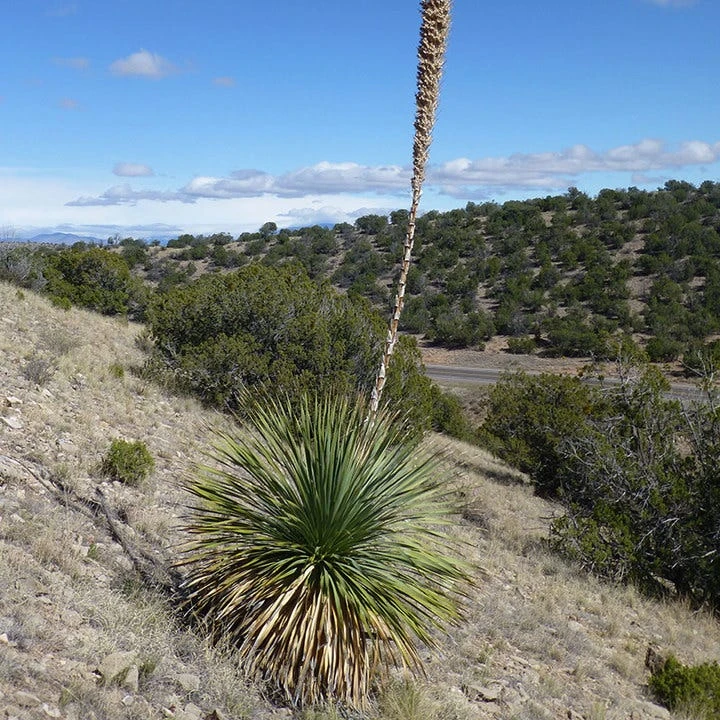 Common Sotol (Dasylirion) 1 Common Sotol (Dasylirion)