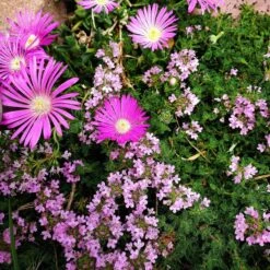 Pink Creeping Thyme -High Country Gardens Store delosperma cooperi and pink creeping thyme color corrected