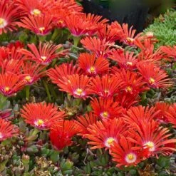 FireSmart Collection - Zone 1 -High Country Gardens Store delosperma dyeri red mountain flame 3