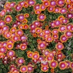 Plant Select® Waterwise Perennial Collection -High Country Gardens Store delosperma fire spinner cropped 2