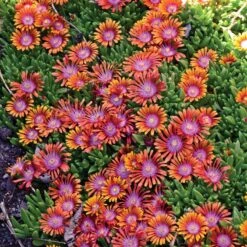 Fire Spinner® Ice Plant -High Country Gardens Store delosperma firespinner groundcover