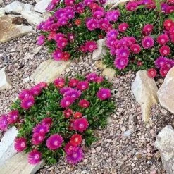 Granita® Raspberry Ice Plant -High Country Gardens Store delosperma granita raspberry group of plants rock garden