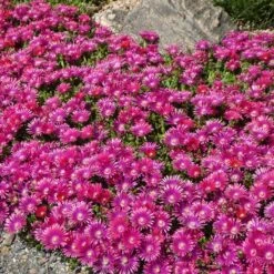 Granita® Raspberry Ice Plant -High Country Gardens Store delosperma granita raspberry iceplant