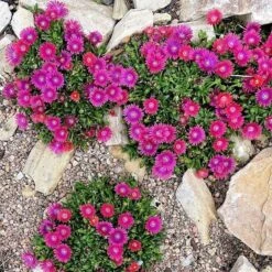 Granita® Raspberry Ice Plant -High Country Gardens Store delosperma granita raspberry whole plant