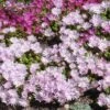 Lavender Ice Ice Plant -High Country Gardens Store delosperma lavender ice delosperma