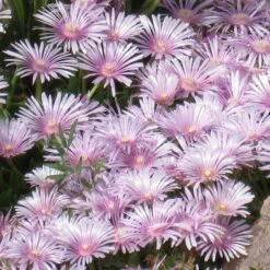 Lavender Ice Ice Plant -High Country Gardens Store delosperma lavender mist closeup cropped