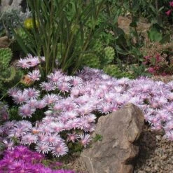 High Country Gardens Store 9 High Country Gardens Store -High Country Gardens Store delosperma lavender mist cropped