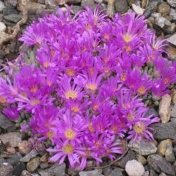 Tufted Ice Plant -High Country Gardens Store delosperma sphalmanthoides rock garden
