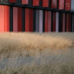 Gold Dew Tufted Hair Grass -High Country Gardens Store deschampsia cespitosa goldtau hoffman cropped 1 2