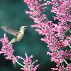 Autumn Magic Pollinator Collection -High Country Gardens Store desert solstice hummingbird cropped