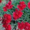 Star Single™ Fire Star Dianthus -High Country Gardens Store dianthus fire star credit planthaven 1