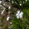Fragrant Snowflake Dianthus -High Country Gardens Store dianthus petraeus noeanus fragrant snowflake 1