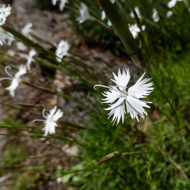Fragrant Snowflake Dianthus 1 Fragrant Snowflake Dianthus