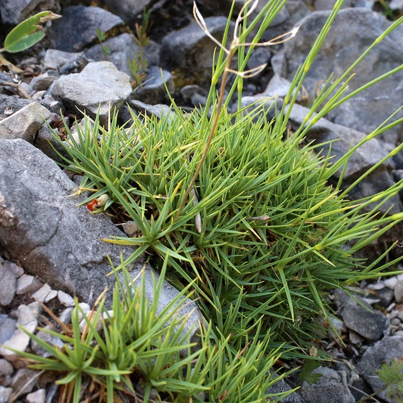 Fragrant Snowflake Dianthus 2 Fragrant Snowflake Dianthus - Image 2