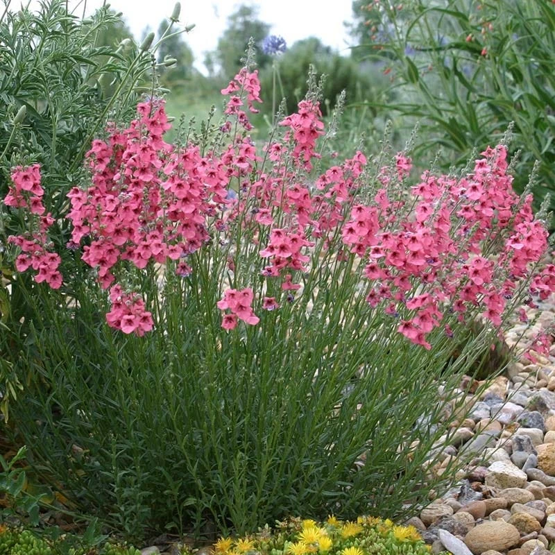 Coral Canyon® Twinspur (Diascia) 1 Coral Canyon® Twinspur (Diascia)