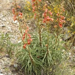 Sunset® Foxglove -High Country Gardens Store digitalis obscura 3