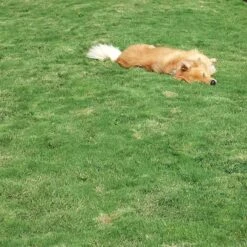 Dog Tuff™ Grass Plugs -High Country Gardens Store dog tuff grass hblb870 with dog