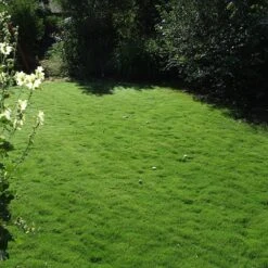 Dog Tuff™ Grass Plugs -High Country Gardens Store dog tuff grass plug lawn