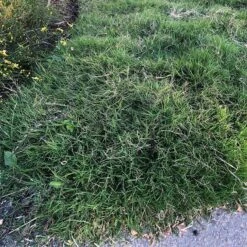 Dog Tuff™ Grass Plugs -High Country Gardens Store dog tuff grass plugs close