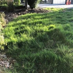 Dog Tuff™ Grass Plugs -High Country Gardens Store dog tuff grass plugs dog friendly grass