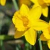 Dutch Master Trumpet Daffodil -High Country Gardens Store dutch master trumpet daff 1