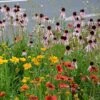 Eastern Xeriscape Wildflower Seed Mix -High Country Gardens Store eastern xeriscape hero