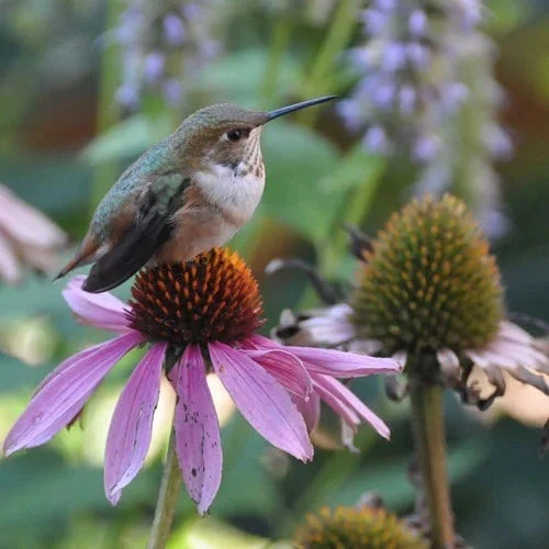 Echinacea Purpurea 2 Echinacea Purpurea - Image 2