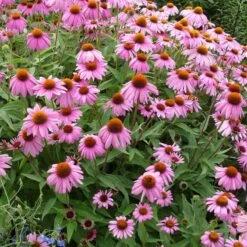 Echinacea Purpurea 7 Echinacea Purpurea -High Country Gardens Store echinacea purpurea purple coneflower 3