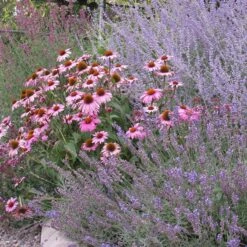 Echinacea Purpurea 8 Echinacea Purpurea -High Country Gardens Store echinacea purpurea purple coneflower 4