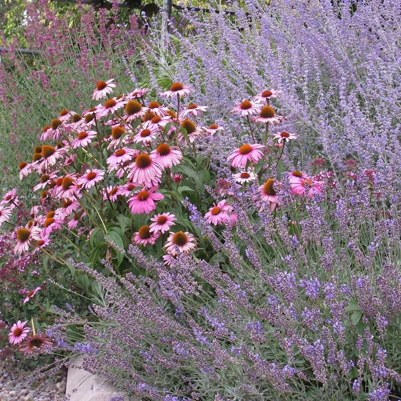 Echinacea Purpurea 4 Echinacea Purpurea - Image 4