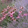 August Afternoons Pre-Planned Garden -High Country Gardens Store echinacea purpurea magnus perovskia lavandula angustifolia 1