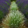 Edelweiss Lavender -High Country Gardens Store edelweiss lavender garden meadow 1