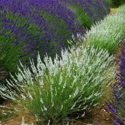 Edelweiss Lavender -High Country Gardens Store edelweiss lavender pale lavender spikes 1