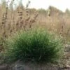 Eilers Beauty™ Fescue Grass -High Country Gardens Store eilers beauty fescue grass 1