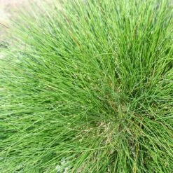 Eilers Beauty™ Fescue Grass -High Country Gardens Store eilers beauty fescue grass 3