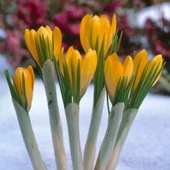 Yellow Mammoth Dutch Crocus -High Country Gardens Store elbo12578 crocus yellow mammoth cropped